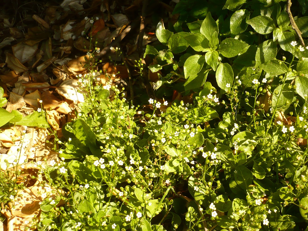 Samolus valerandi (Primulaceae)